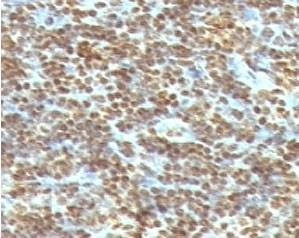 Anti-dsDNA Antibody, Sodium Azide Free