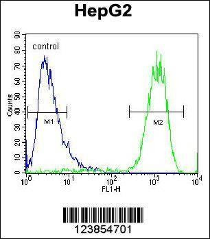 Anti-ATP5H (Center) Antibody
