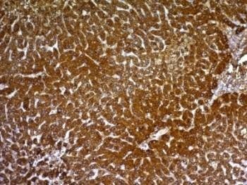 Anti-HepPar1 Antibody, Sodium Azide Free