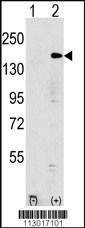 Anti-EHMT1 (N-term) Antibody