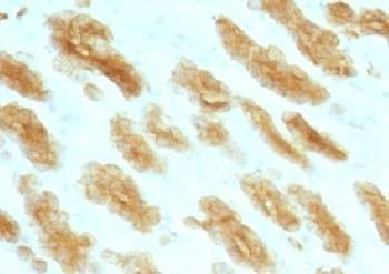 Anti-Basic Cytokeratin Antibody, Sodium Azide Free