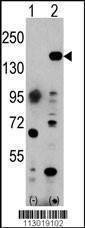 Anti-EHMT1 (C-term) Antibody