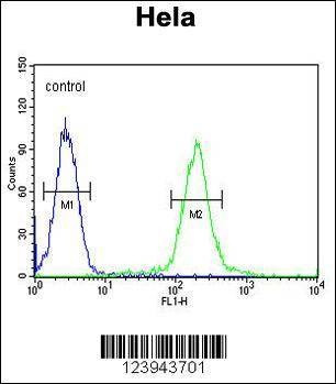 Anti-GALNT4 (N-term) Antibody