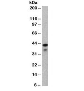 Anti-Keratin 19 Antibody, Sodium Azide Free