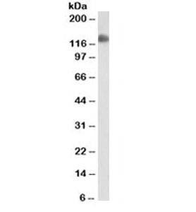 Anti-Monkey/Rabbit CD31 Antibody, Sodium Azide Free
