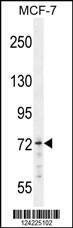 Anti-MED25 (N-term) Antibody