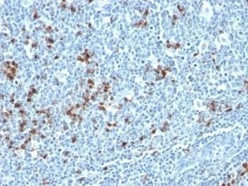 Anti-Kappa Light Chain Antibody Cocktail, Sodium Azide Free