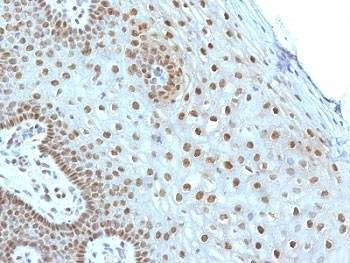 Anti-c-Myc Antibody, Sodium Azide Free