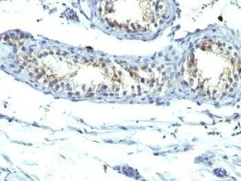 Anti-Prolactin Receptor Antibody Cocktail, Sodium Azide Free