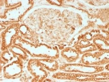 Anti-Calnexin Antibody, Sodium Azide Free