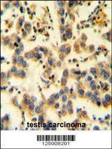 Anti-K0090 (C-term) Antibody