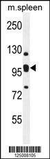 Anti-K0090 (C-term) Antibody