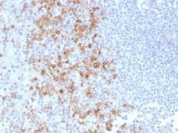 Anti-CD162 / PSGL-1 Antibody, Sodium Azide Free