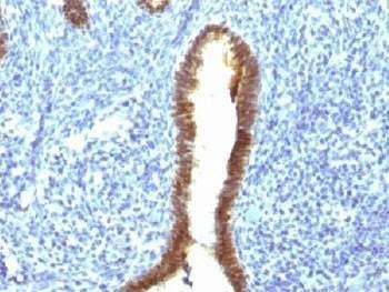 Anti-ASRGL1 / ALP1 Antibody, Sodium Azide Free