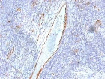 Anti-von Willebrand Factor / vWF Antibody, Sodium Azide Free