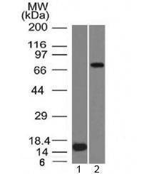 Anti-MMP2 Antibody, Sodium Azide Free