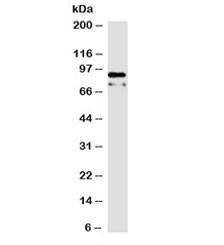Anti-Beta Catenin Antibody, Sodium Azide Free