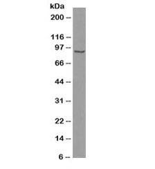 Anti-Beta Catenin Antibody, Sodium Azide Free