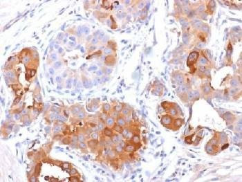 Anti-GCDFP-15 Antibody, Sodium Azide Free