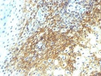 Anti-CD44v4 Antibody, Sodium Azide Free