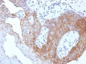 Anti-CD44v9 Antibody, Sodium Azide Free