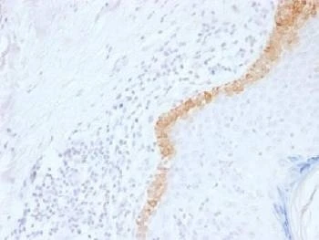 Anti-Cytokeratin 15 Antibody, Sodium Azide Free