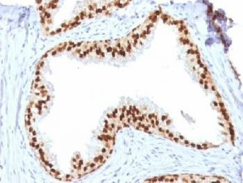 Anti-FOXA1 Antibody, Sodium Azide Free
