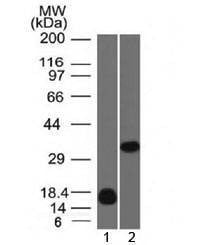 Anti-Galectin 13 / LGALS13 Antibody, Sodium Azide Free