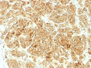Anti-EpCAM Antibody, Sodium Azide Free