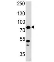 Anti-Moesin Antibody, Sodium Azide Free