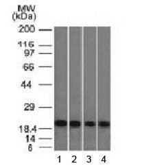 Anti-Ferritin Antibody (light chain) / FTL1, Sodium Azide Free