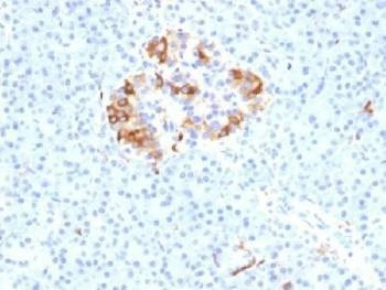 Anti-Ferritin Antibody (light chain) / FTL1, Sodium Azide Free