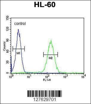 Anti-NOS1AP (Center) Antibody