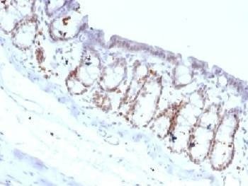 Anti-FOXA1 Antibody, Sodium Azide Free