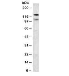 Anti-N-Cadherin / CDH2 Antibody, Sodium Azide Free