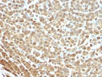 Anti-S100A Antibody, Sodium Azide Free