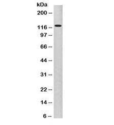 Anti-P-Cadherin / CDH3 Antibody, Sodium Azide Free