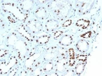 Anti-PAX8 Antibody, Sodium Azide Free
