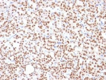 Anti-PAX8 Antibody, Sodium Azide Free