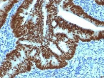 Anti-CDX2 Antibody, Sodium Azide Free