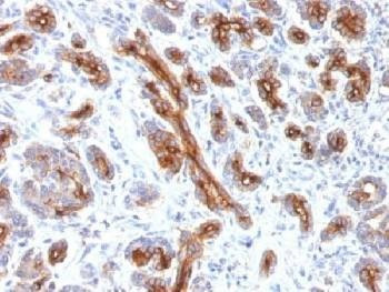 Anti-CFTR Antibody, Sodium Azide Free