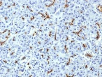 Anti-CFTR Antibody, Sodium Azide Free