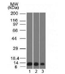 Anti-S100A4 / FSP1 Antibody, Sodium Azide Free
