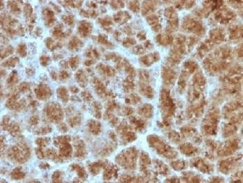 Anti-CELA3B / Elastase 3B Antibody, Sodium Azide Free
