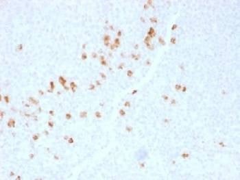 Anti-IgG4 Antibody, Sodium Azide Free
