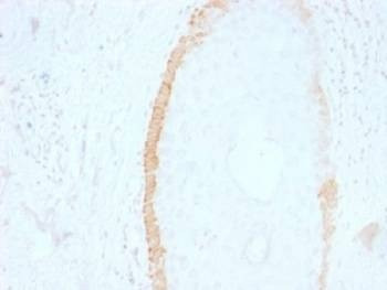 Anti-Cytokeratin 15 Antibody, Sodium Azide Free