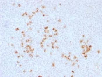 Anti-IgG Heavy Chain Antibody, Sodium Azide Free
