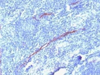 Anti-CD34 Antibody, Sodium Azide Free