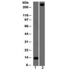 Anti-von Willebrand Factor / vWFAntibody, Sodium Azide Free