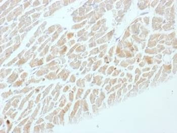Anti-NSE Antibody, Sodium Azide Free